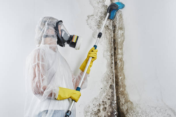 Best Environmental Consulting for Mold Prevention  in Seabrook, SC